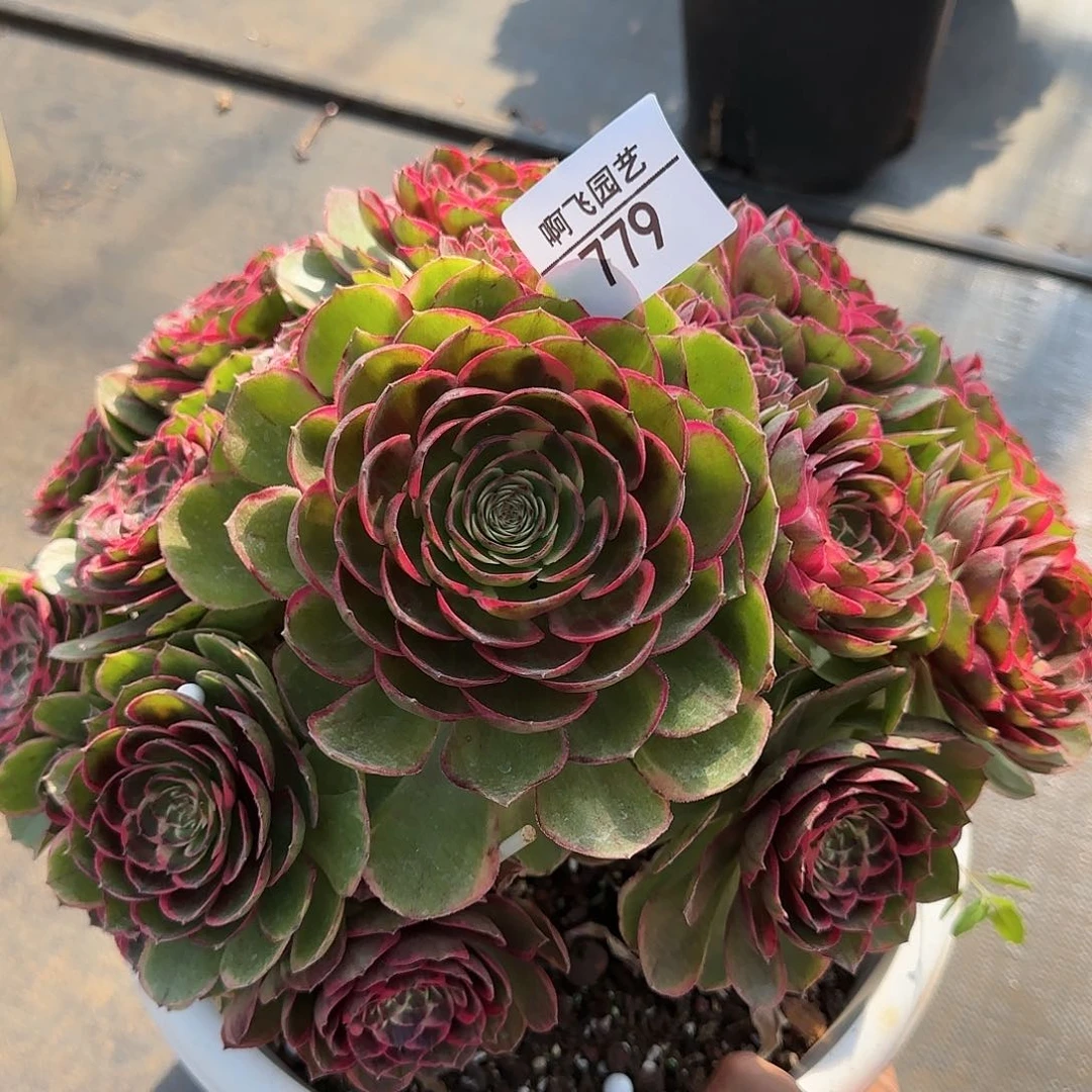 779多肉 粉花妖法师 福利