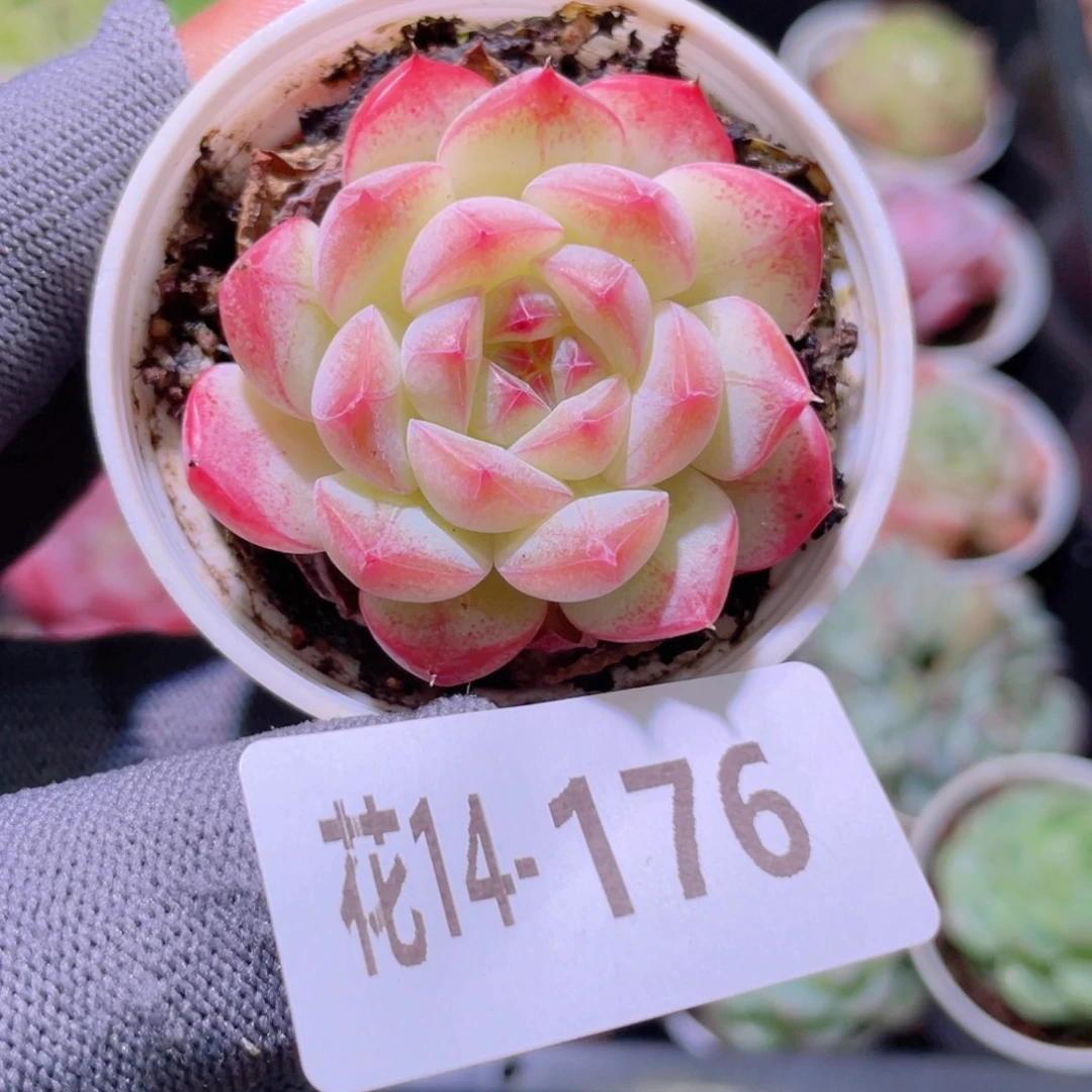 花利美14-176白桃汽水