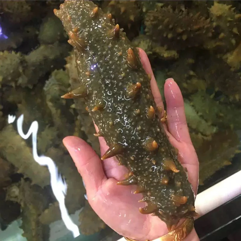 ［万源优选］鲜活海参整条