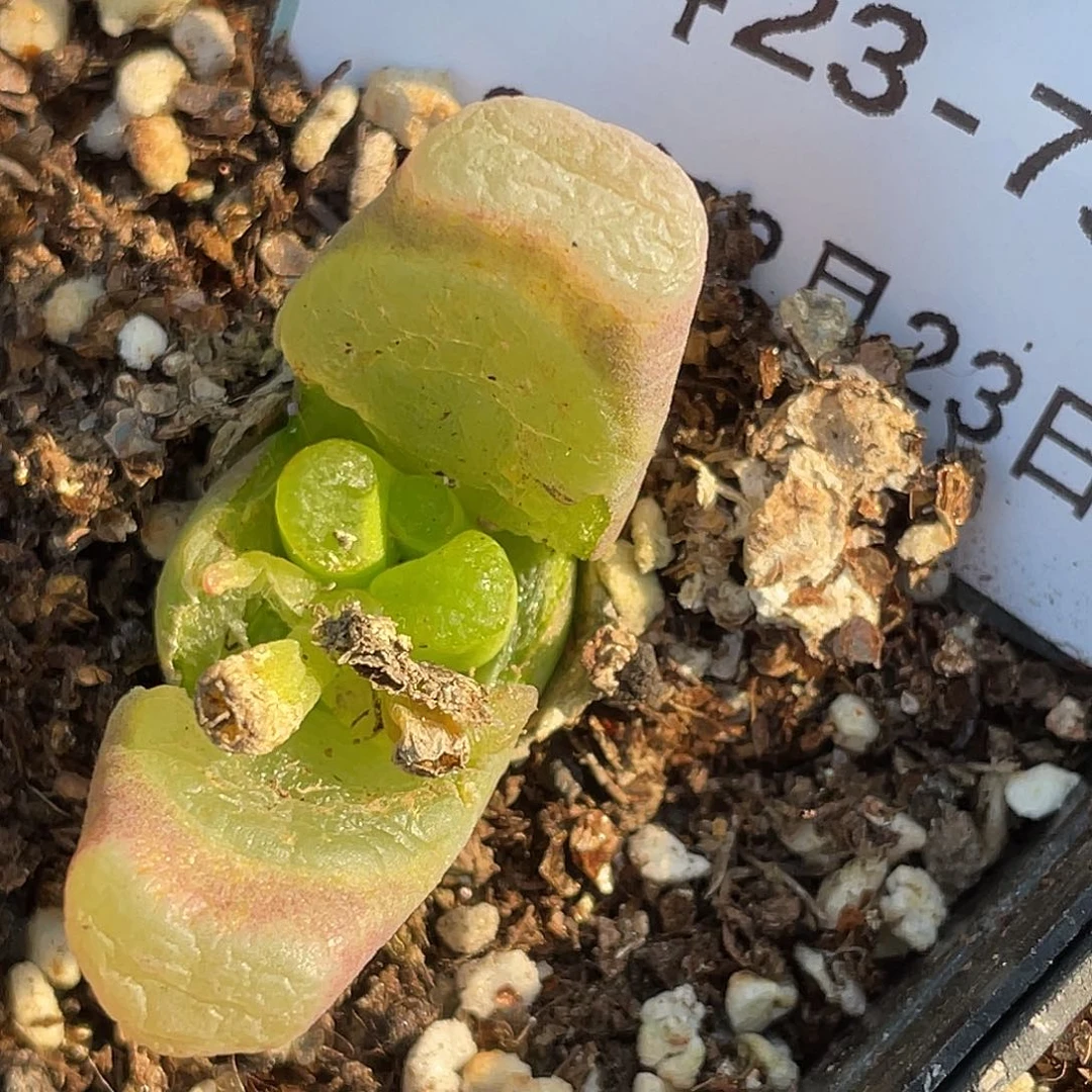 23-75磁铁多肉植物