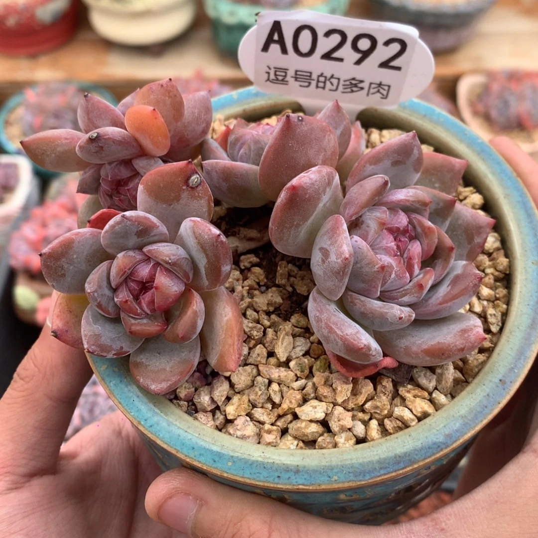 A0292 星影飘枝 有砍 9cm