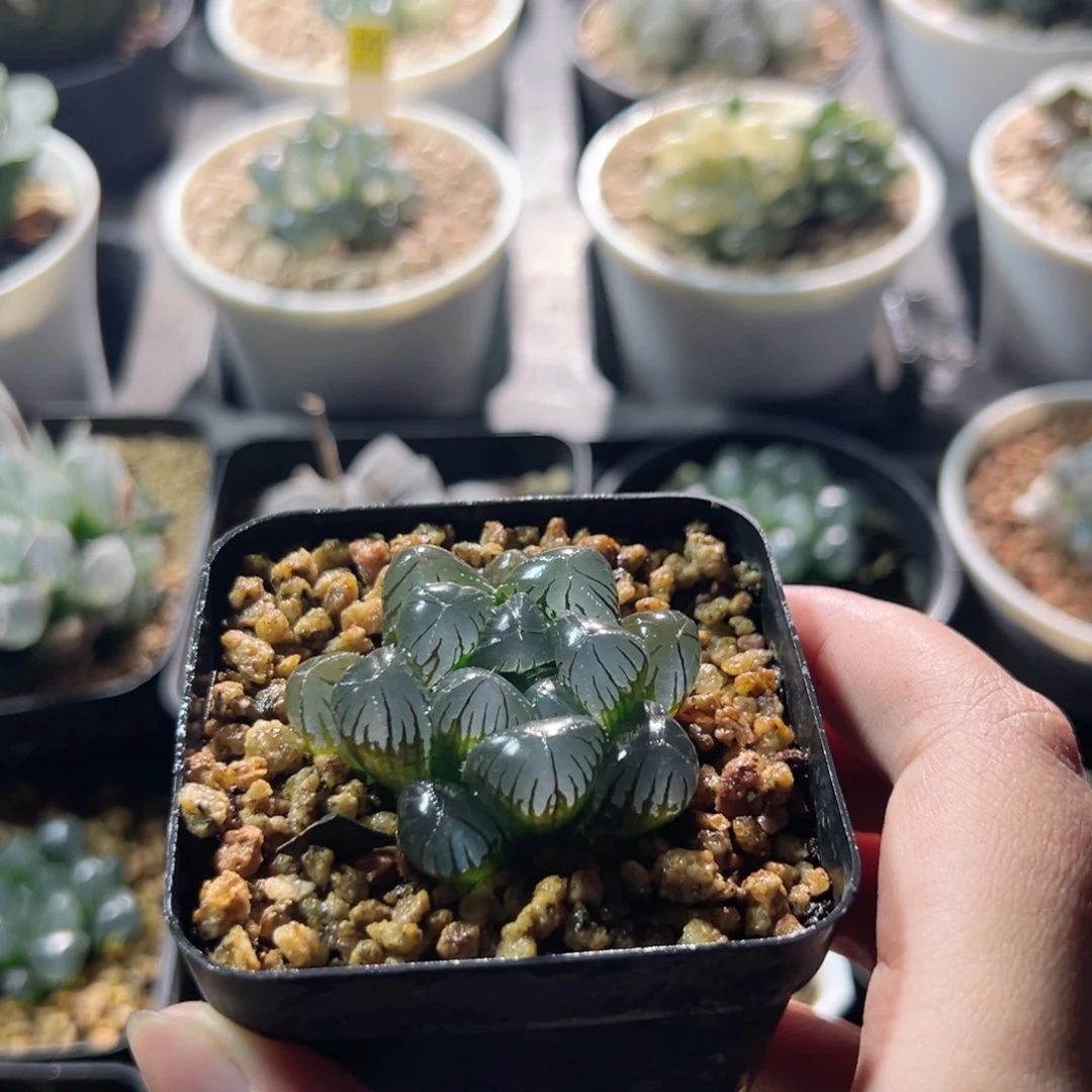 圆头实生玉露多肉植物