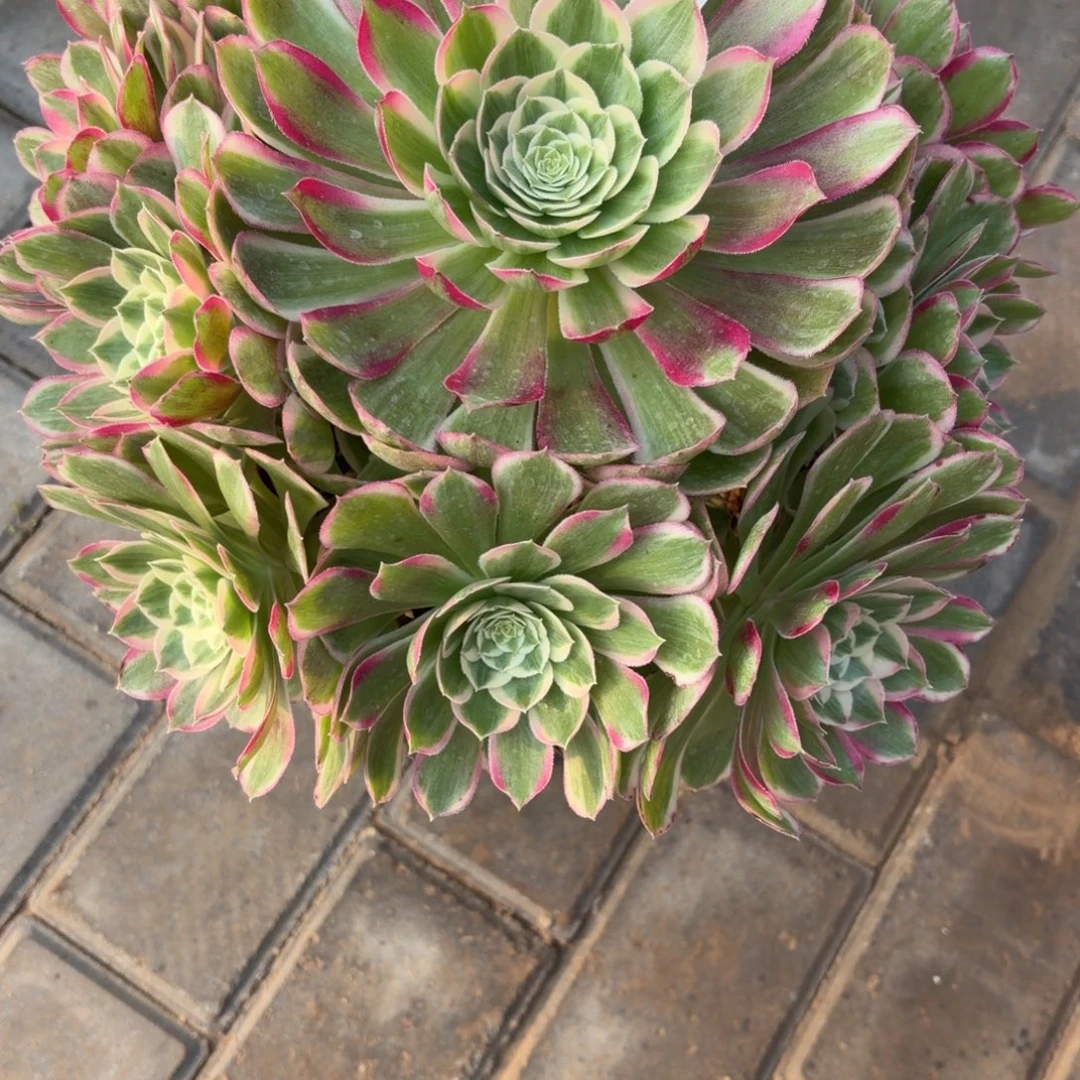 Y****孔雀翎福利109肉肉肉