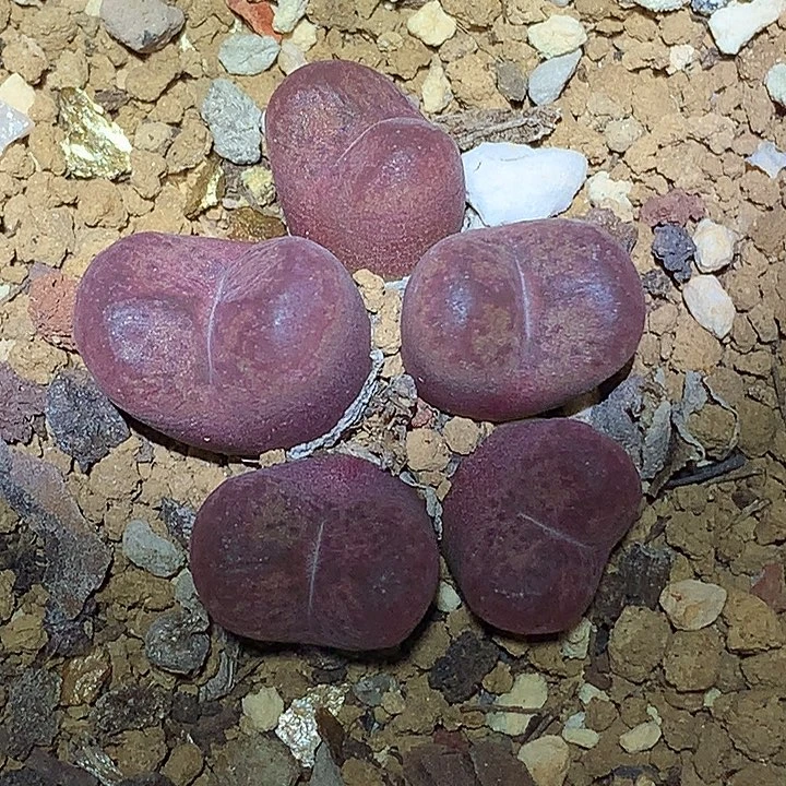 精品多肉植物精品杂交