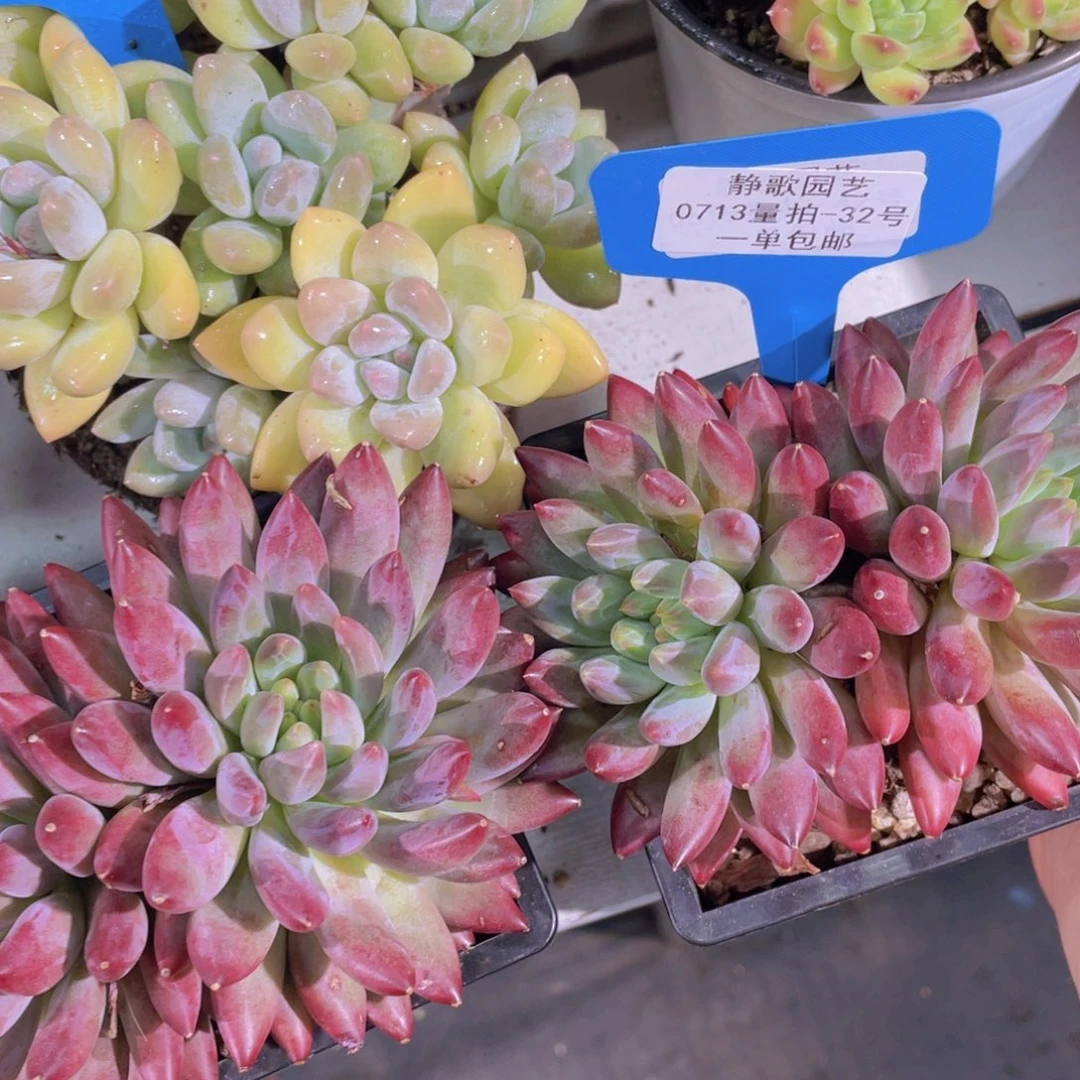 0713-32-如烟美人双头一颗