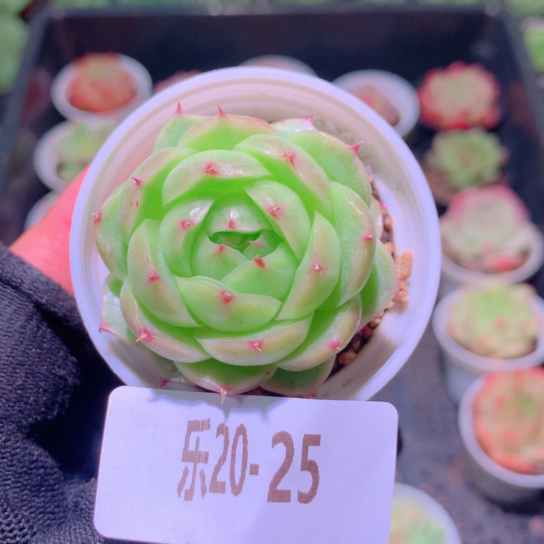 乐然20-25 新品单头