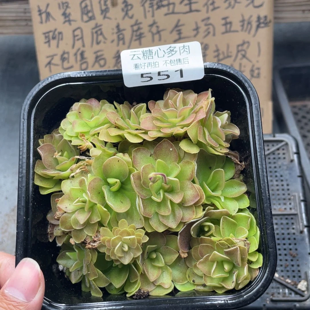 云糖心多肉植物551