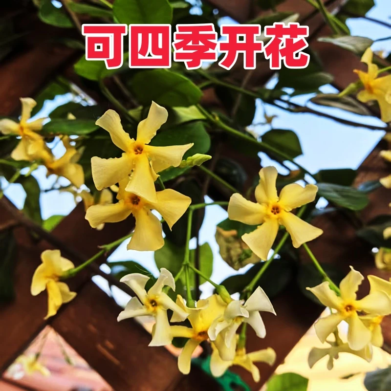 黄色风车茉莉盆栽大苗懒好养藤爬藤花卉耐寒阳台盆栽植物四季开花