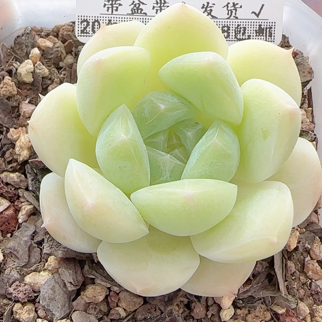 多肉0928--110白桃汽水