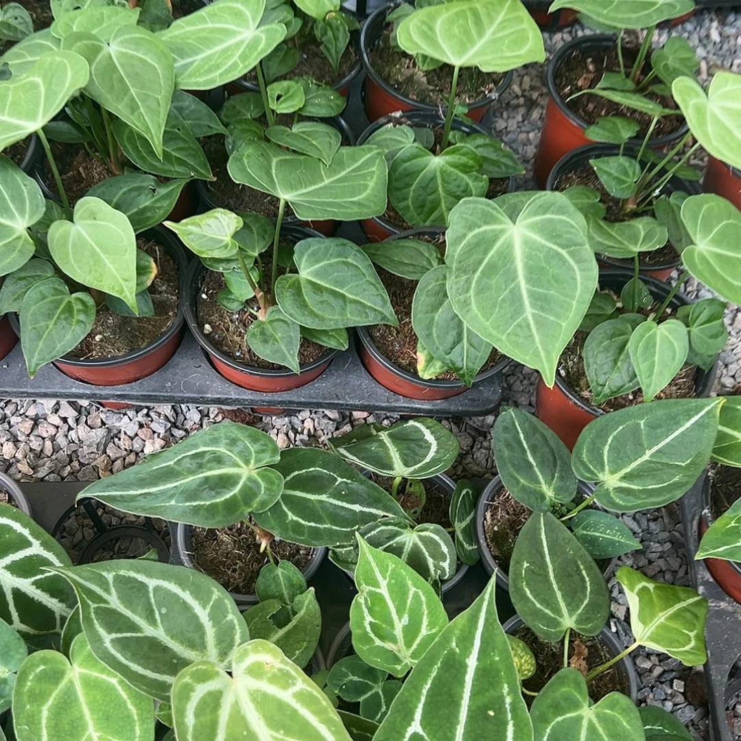 完全开放花烛3颗不售后