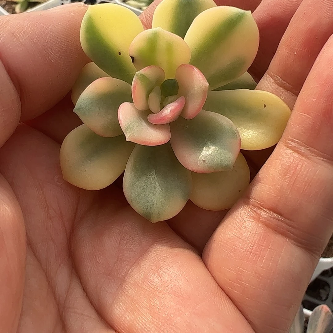 贝***1多肉植物多肉植物