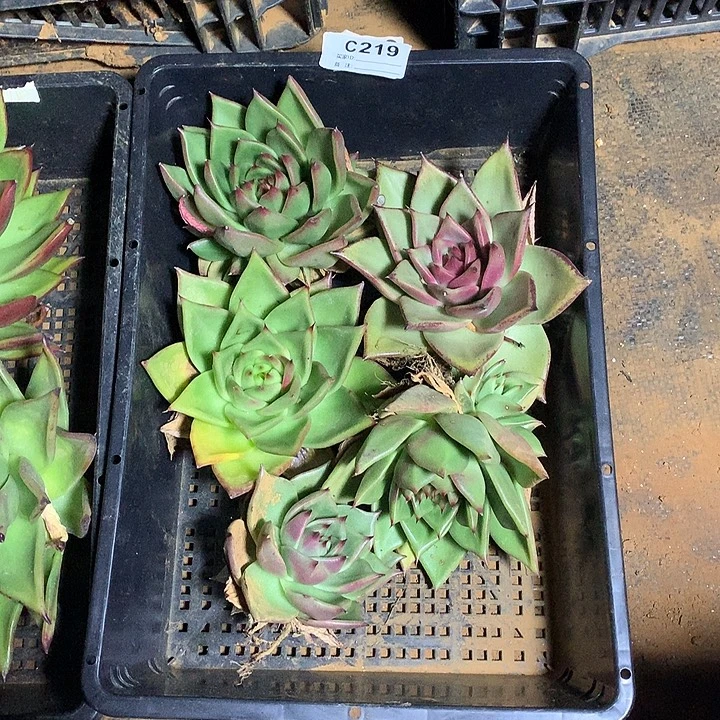 若茹东云框拍C219