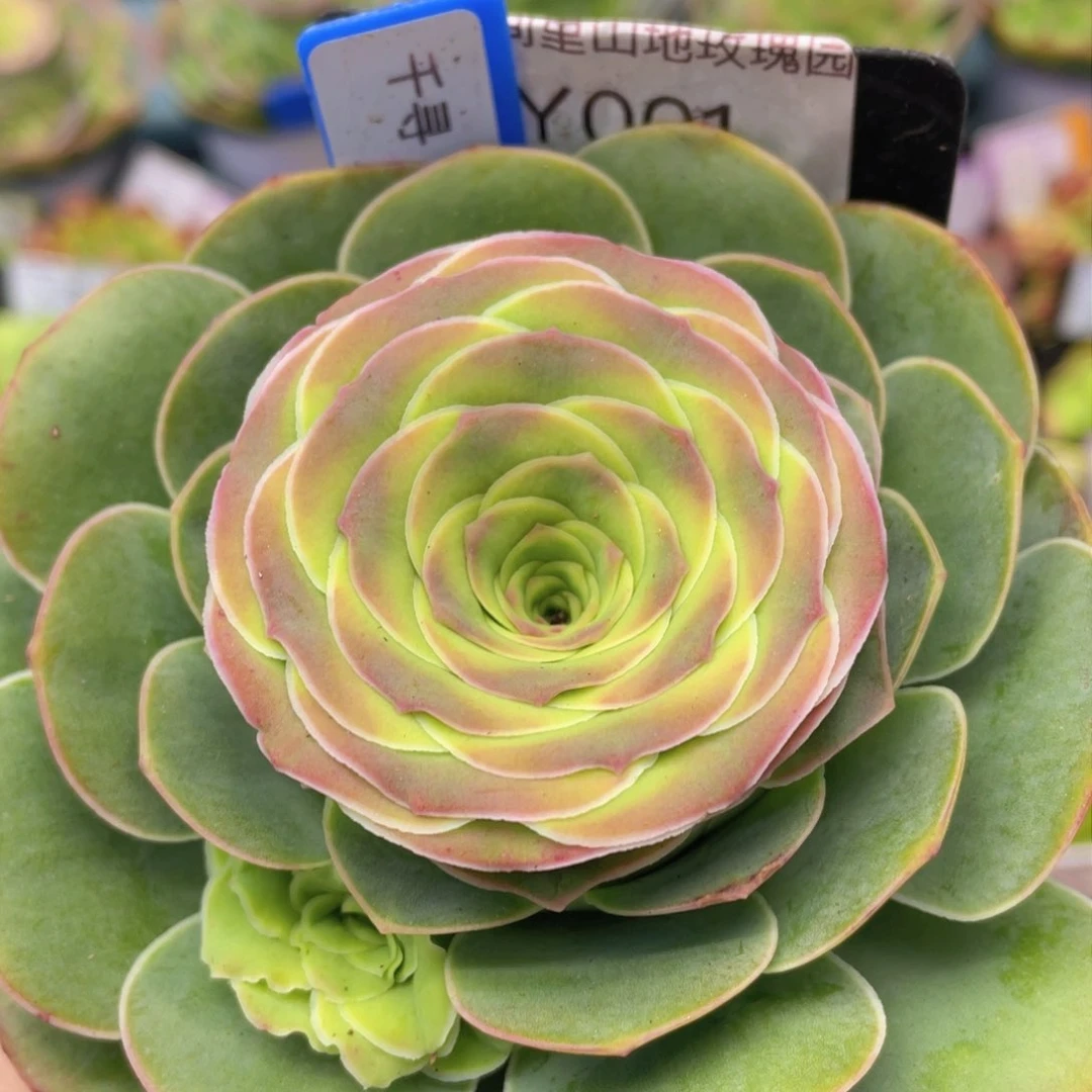 千寻玫瑰一物一拍001