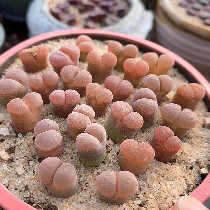 26526帕法德风铃一颗