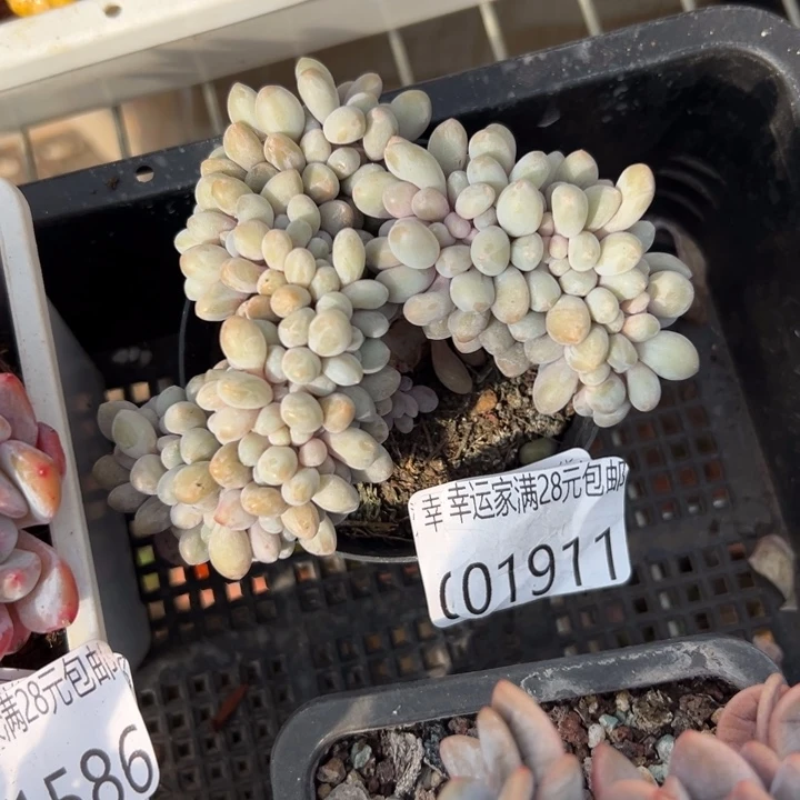 幸运儿是一位非常优秀且很