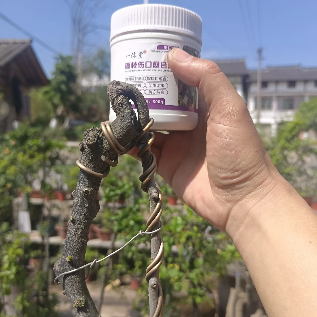 金弹子断枝膏防水金弹子树盆景1盒伤口