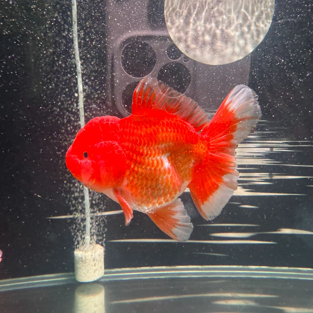 淼淼观赏鱼冷水鱼活体精品萌宠饲养（颜色品相以直播间展示为准）