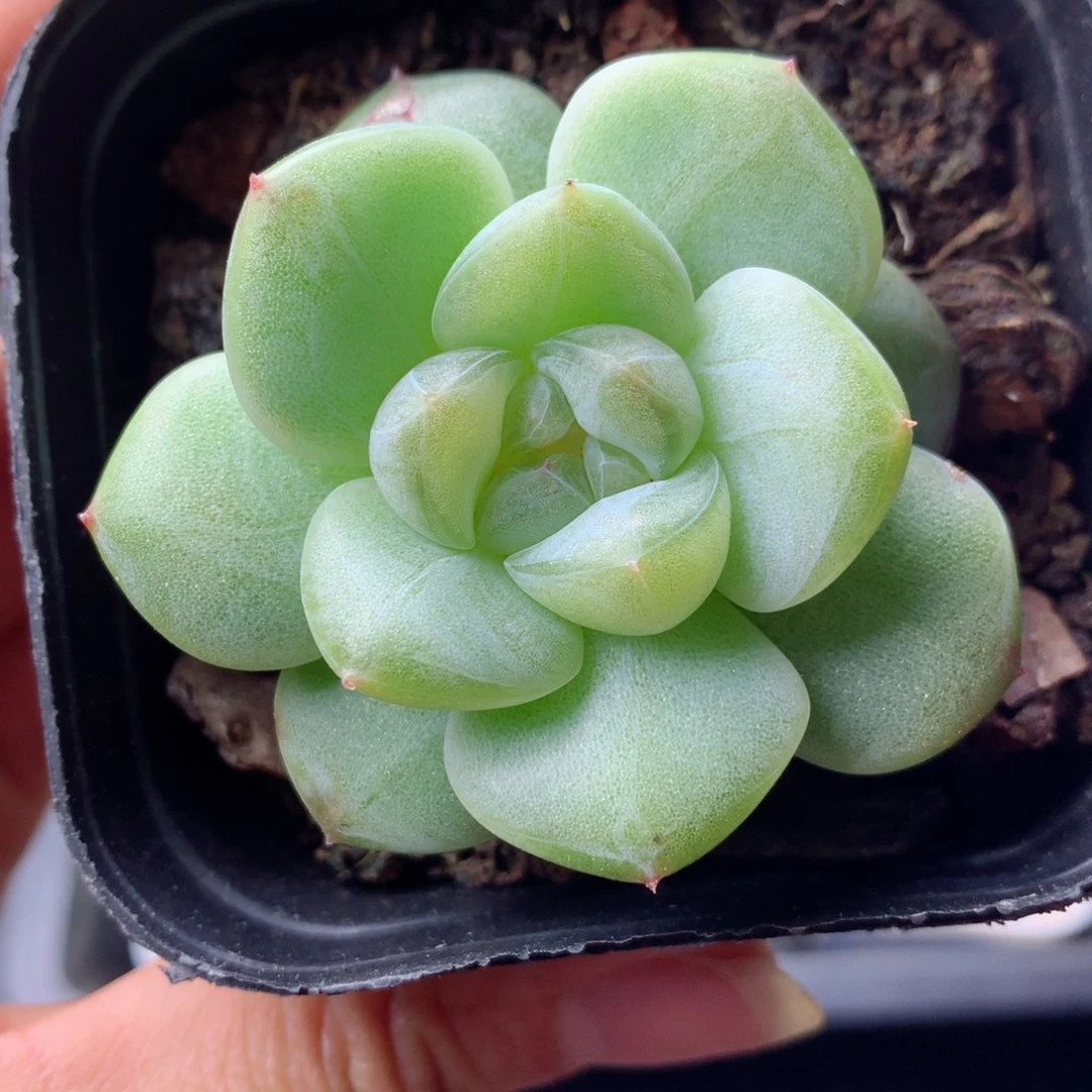 58包邮  群生不包整 10