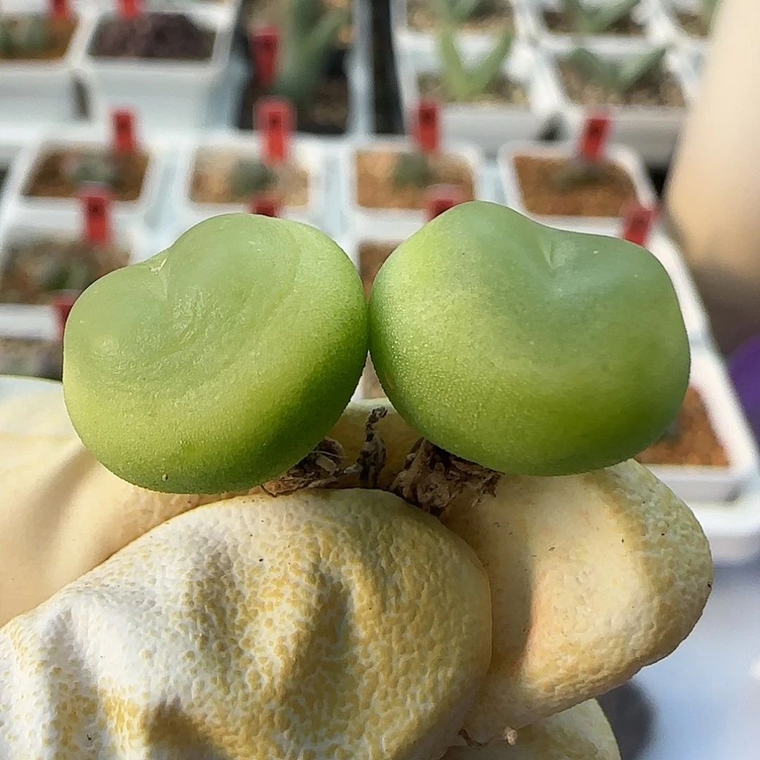 11-25-530当天满38包邮1.5cm拉登两个