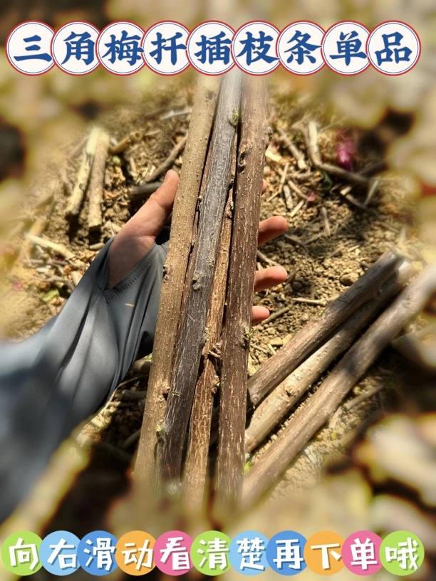 量拍同安红三角梅扦插枝条运输破皮正常懂货再拍介意勿拍