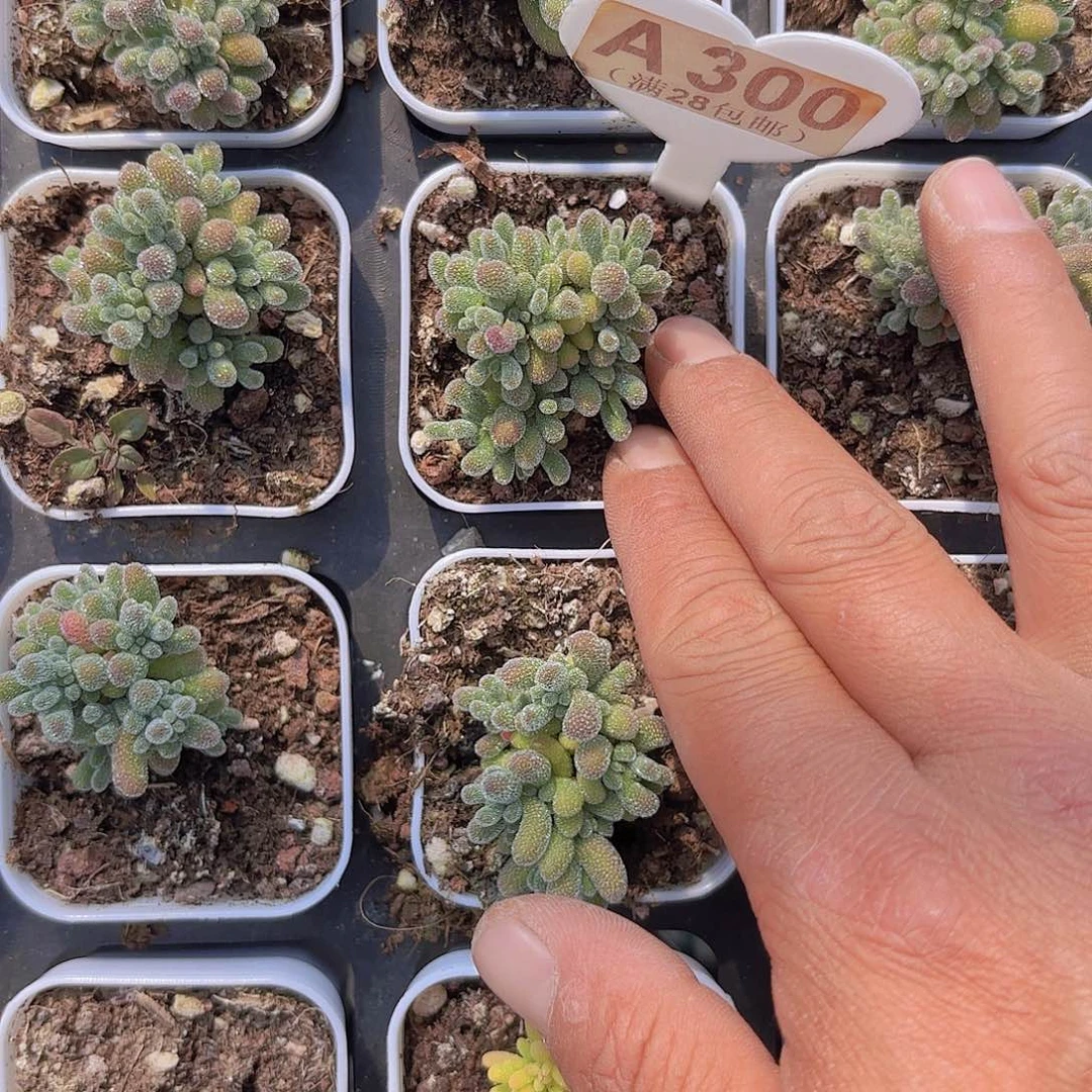 A300冰晶一物一拍