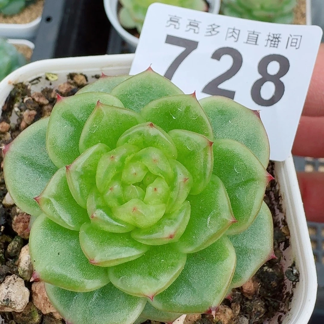 玉芷珍妮            精美多肉植物
