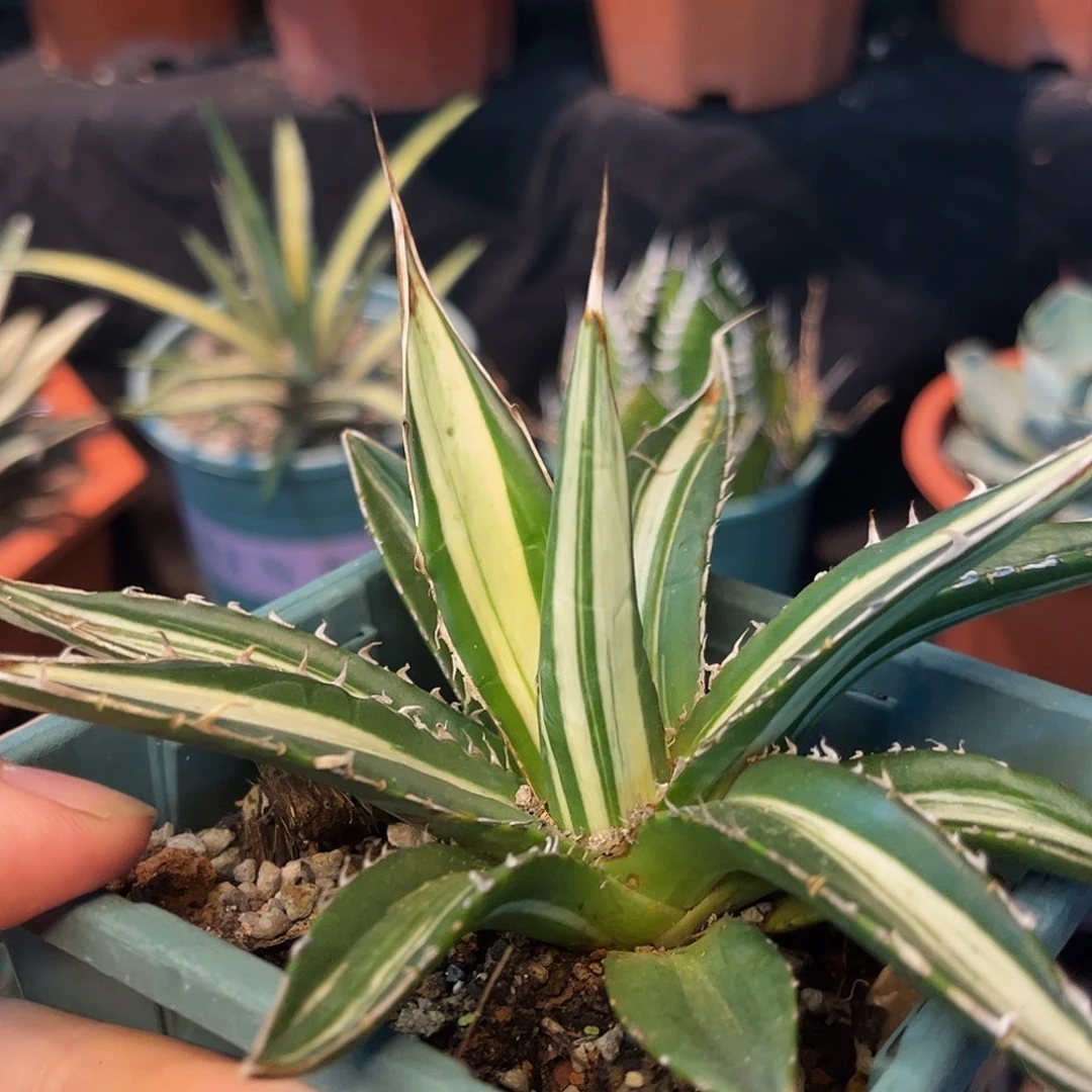 从***过霍利达白中班龙舌兰