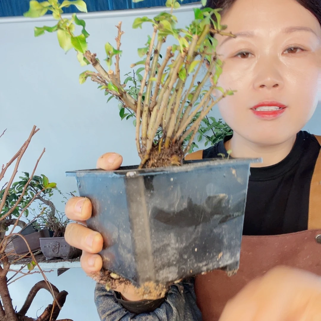无花朵海棠252525