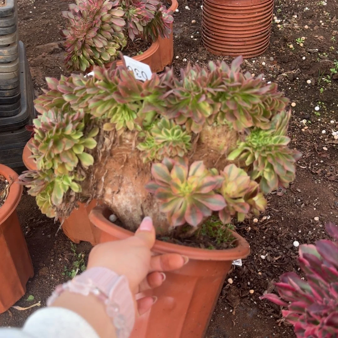 36洛神缀化多肉植物满28包邮