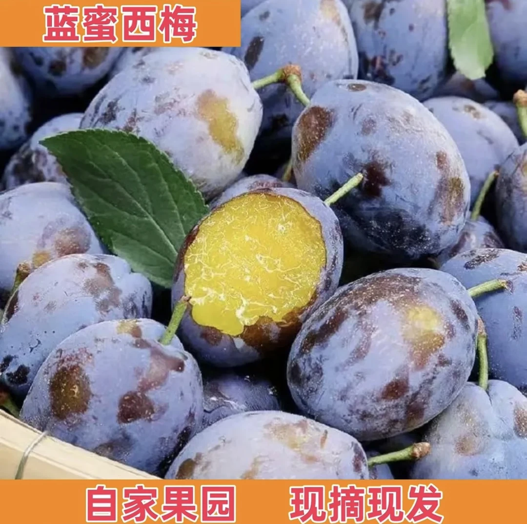 特大果【京东/顺丰快递】陕西大荔新鲜现摘西梅香甜多汁当季水果