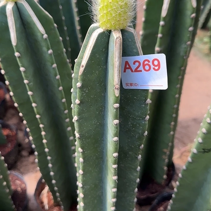 开***好无花朵嫁接九尾狐锦269