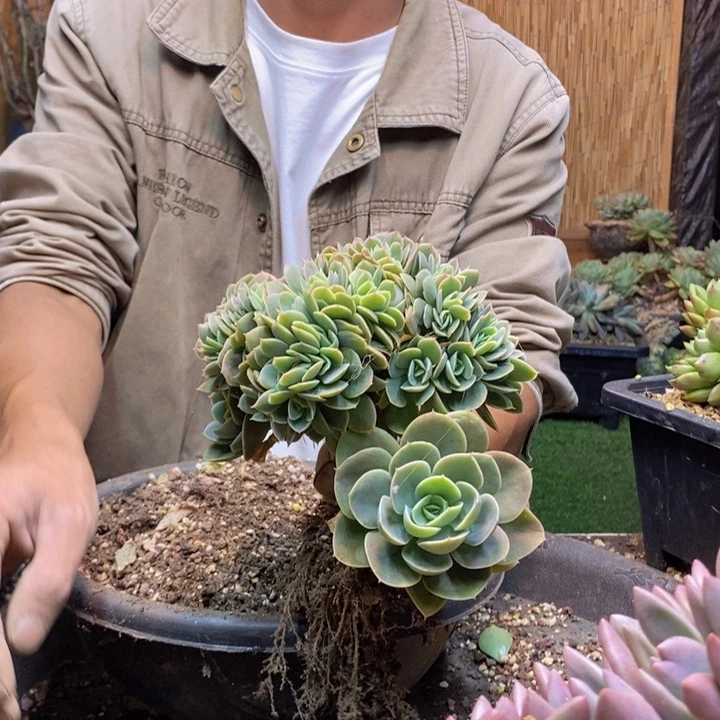 妮***贝320号星那塔多肉植物