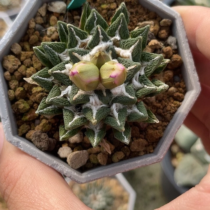 实生黑牡丹4.6公分