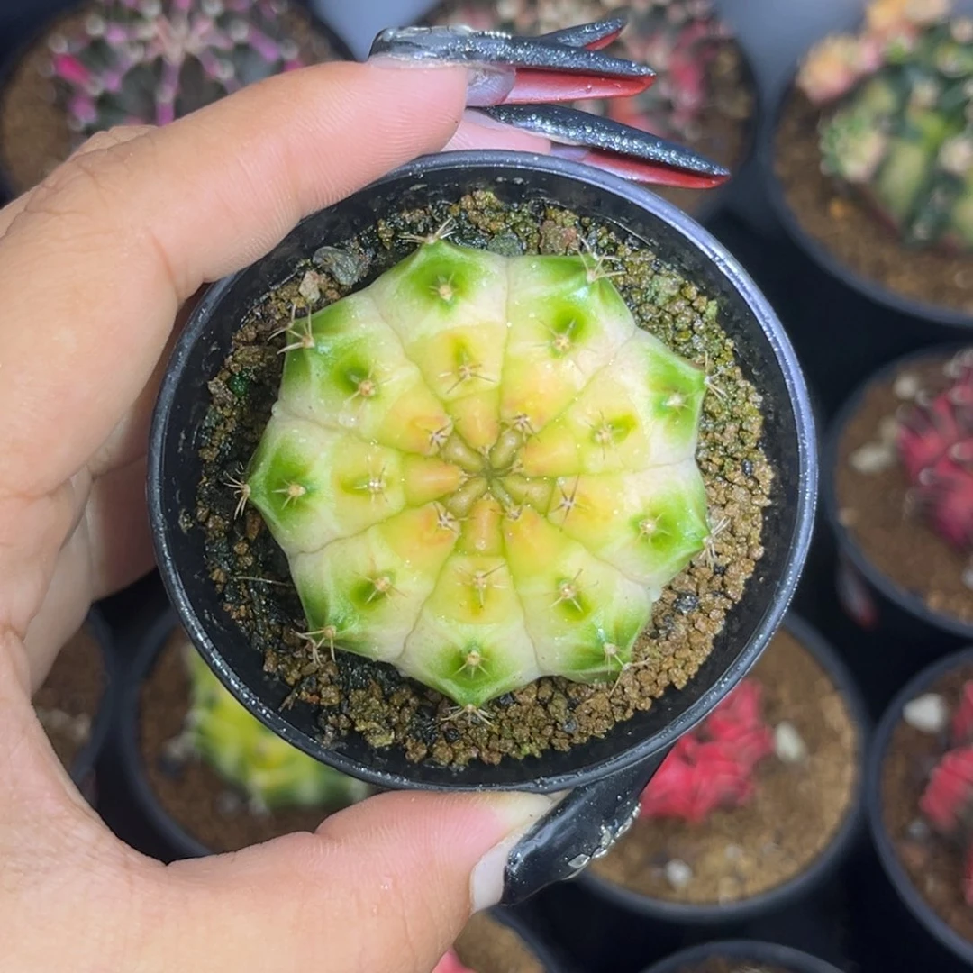 泰系白轮回 带盆土发货