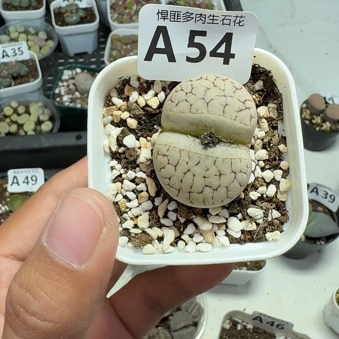 54多肉植物多肉植物