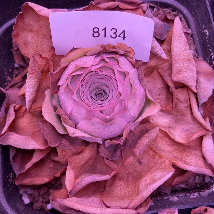 R***l8134山地玫瑰花群