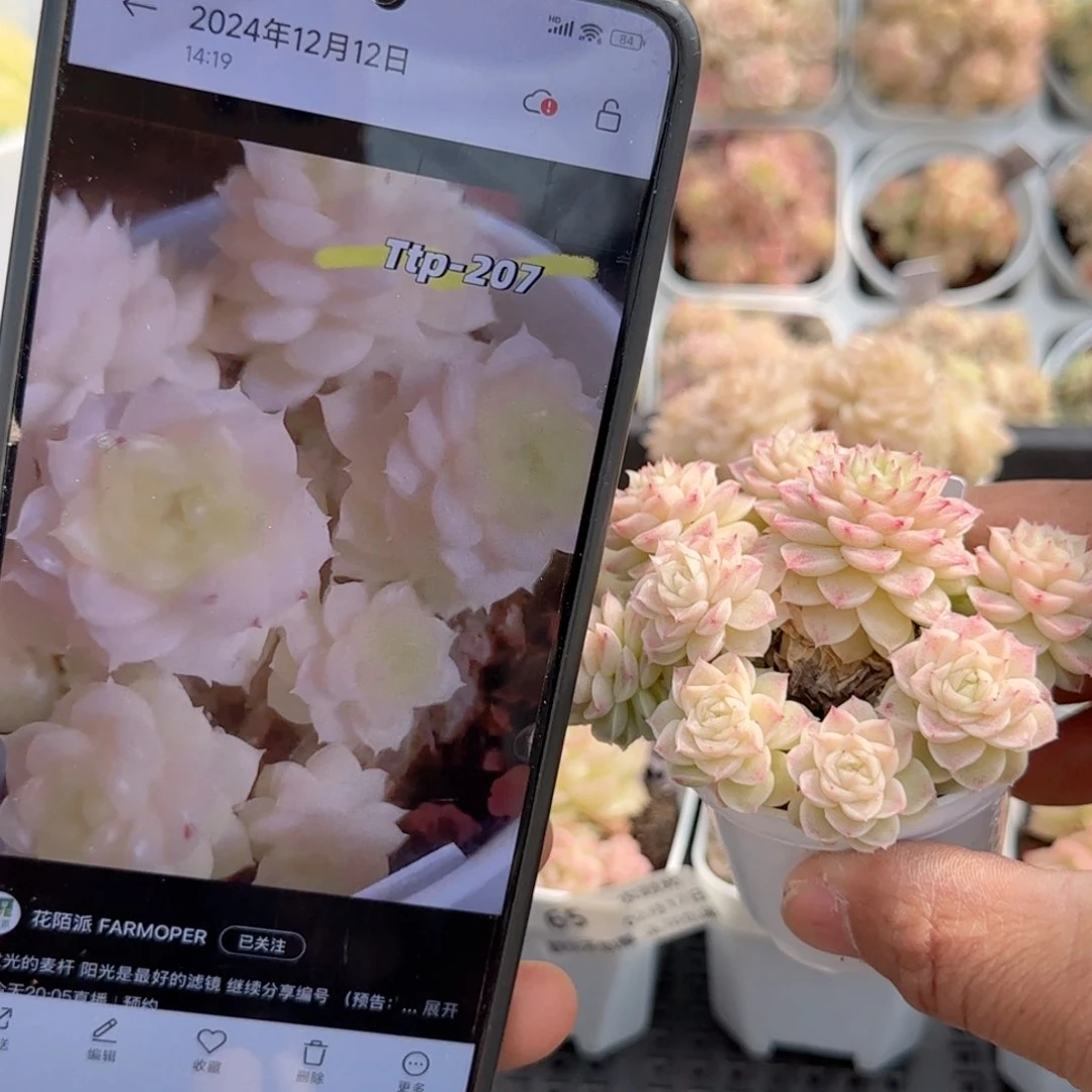 【闪购商品】0217-68（ttp-207）