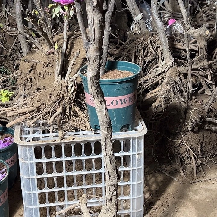 硬***汉完全开放圣代大颗