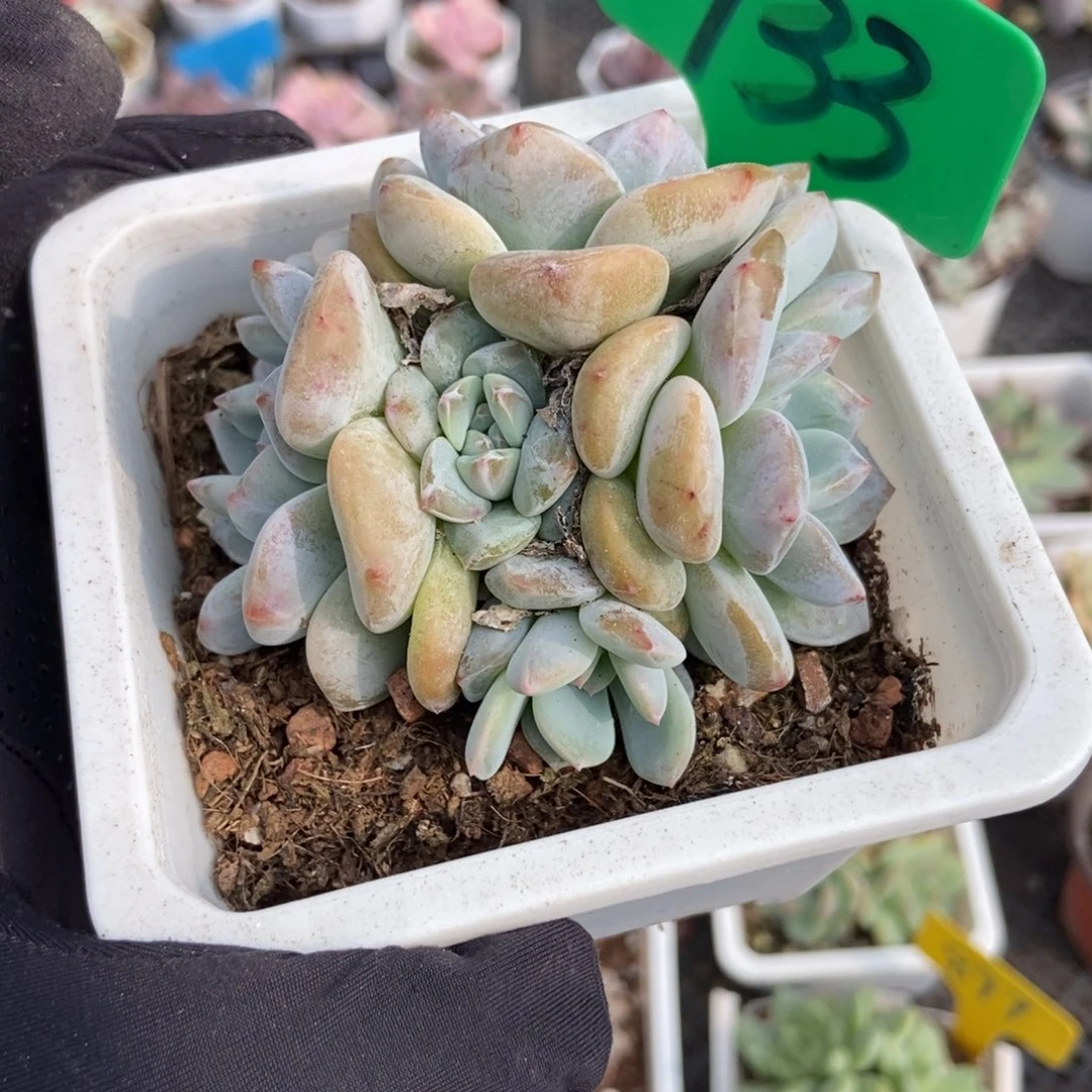 933石榴籽多肉植物