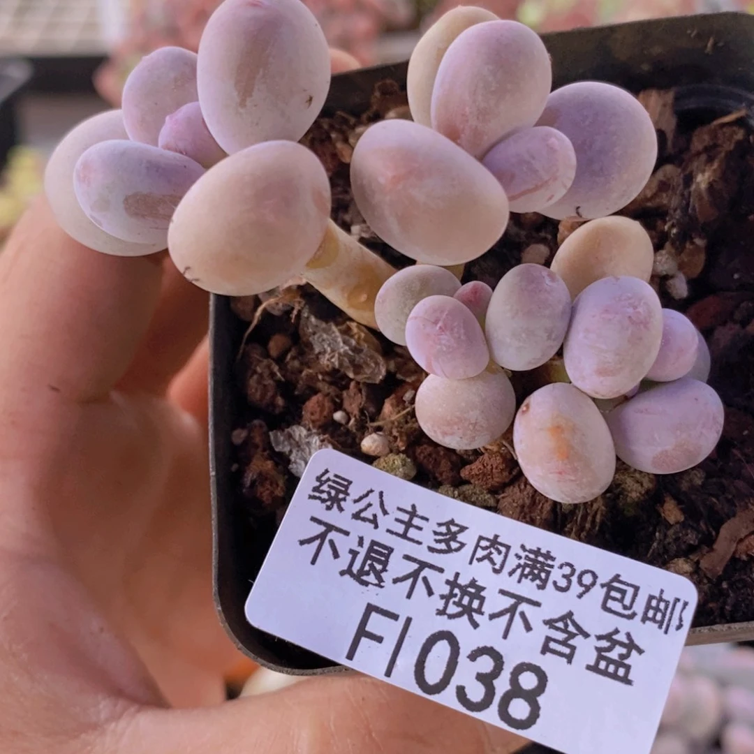 蛋黄奶6cm1038多肉植物
