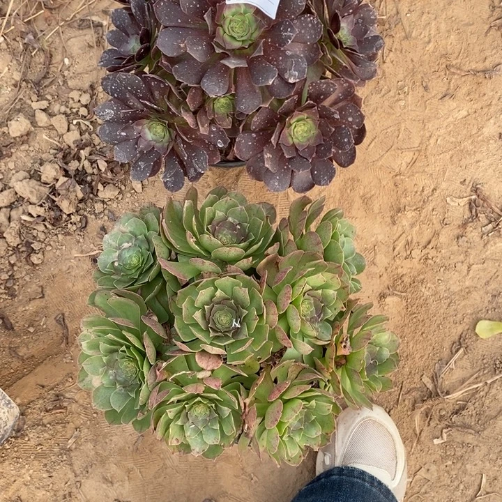 完全开放701组合套餐多肉植物