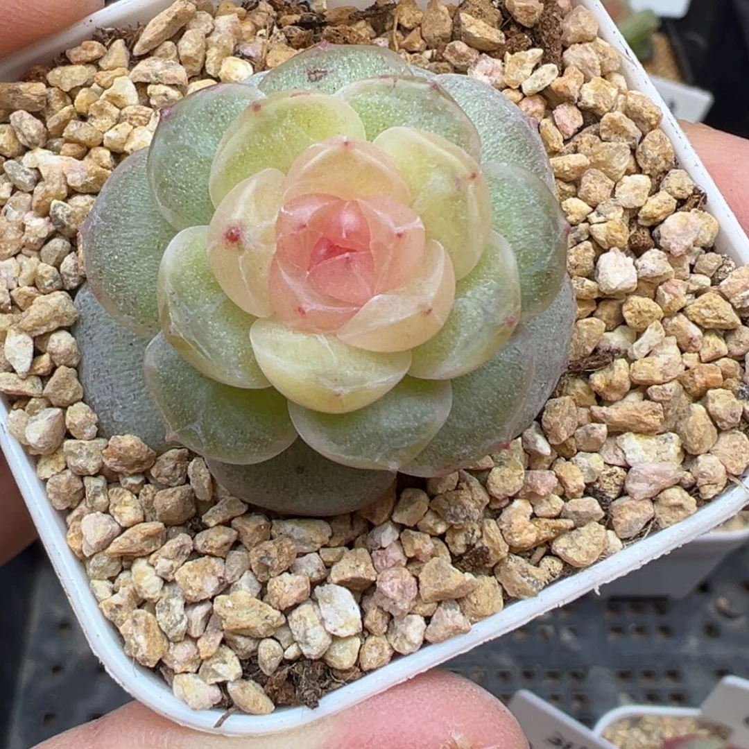 923号仙音风花雪月系列