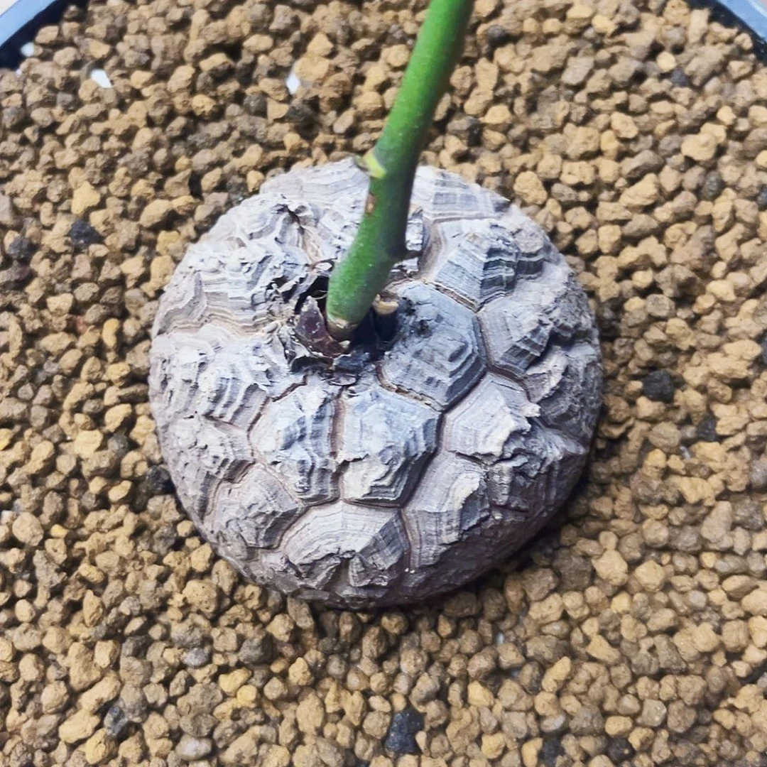 640龟甲龙9.5cm785899