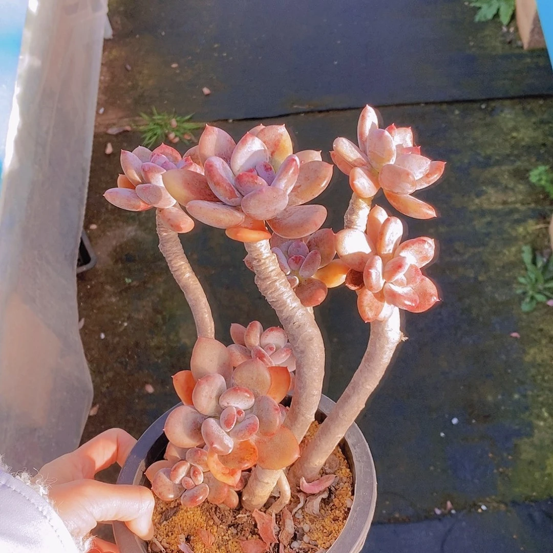 102多肉植物老桩