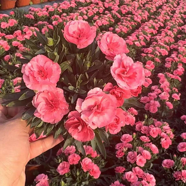 康乃馨盆栽庭院装饰阳台绿植批发一盆也包邮虎刺梅