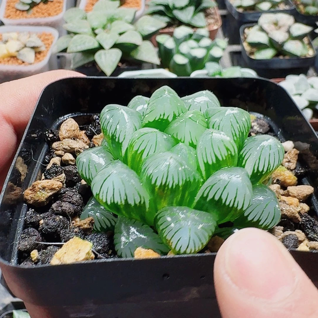 十二卷福利带锦玉露