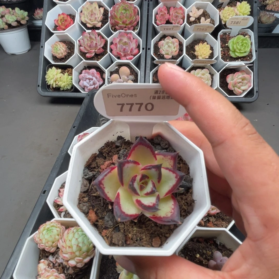 7770乌木  4.5厘米
