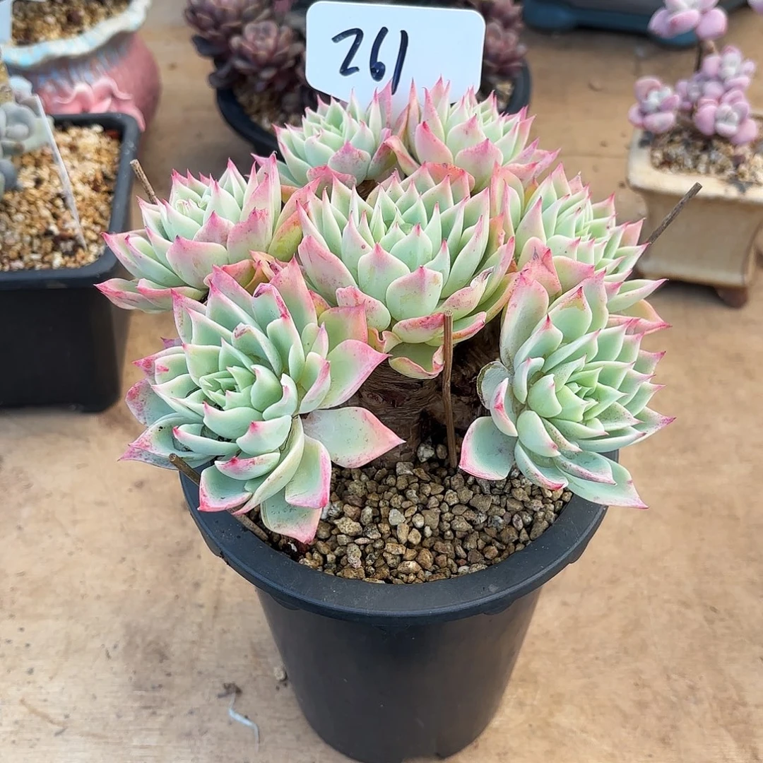 多肉植物，三色景261号