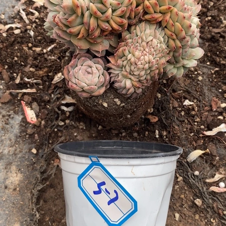 茼*一物一拍杂多肉57