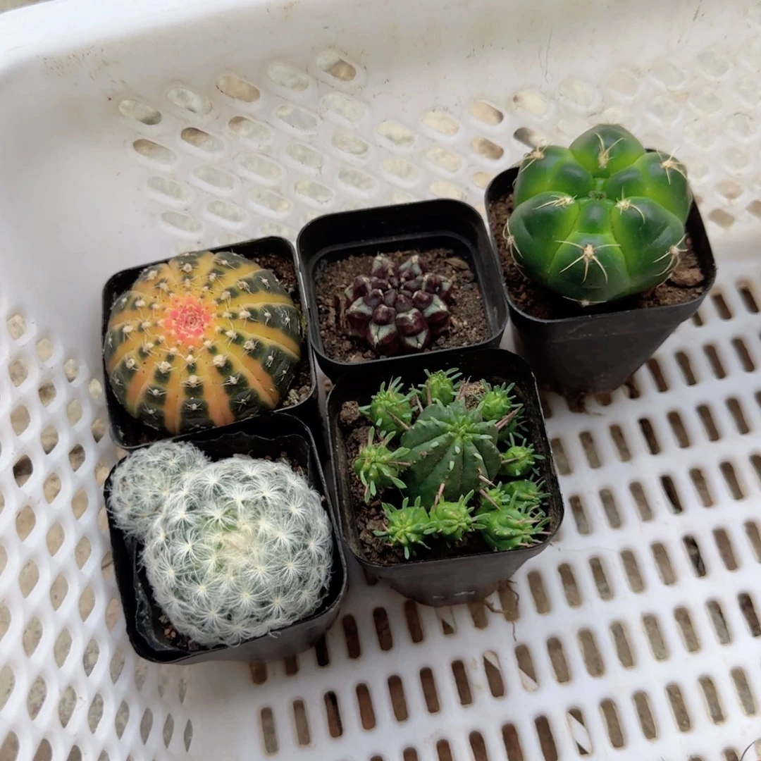 无花朵?**呀奶酪，五个仙人球多肉植物组合